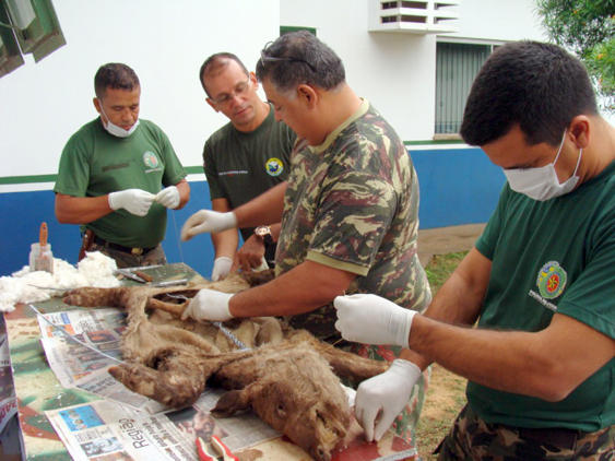 Curso de taxidermia é ministrado pela Polícia Militar Ambiental (Foto Divulgação_