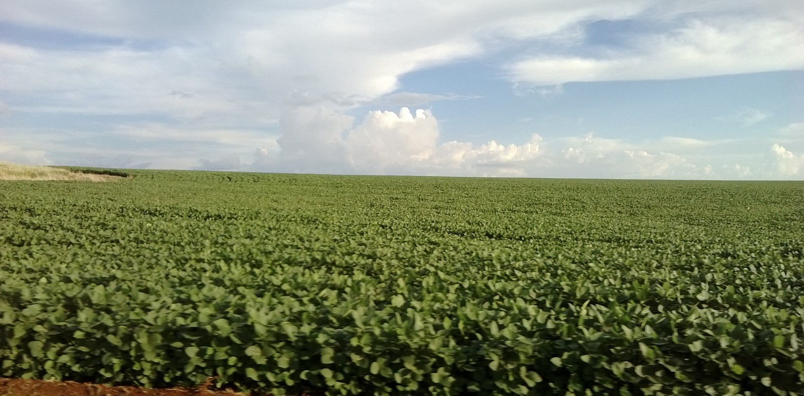 Incremento foi de 10% na área dedicada ao cultivo do grão (Foto: ELI MORAIS DE BRITES)